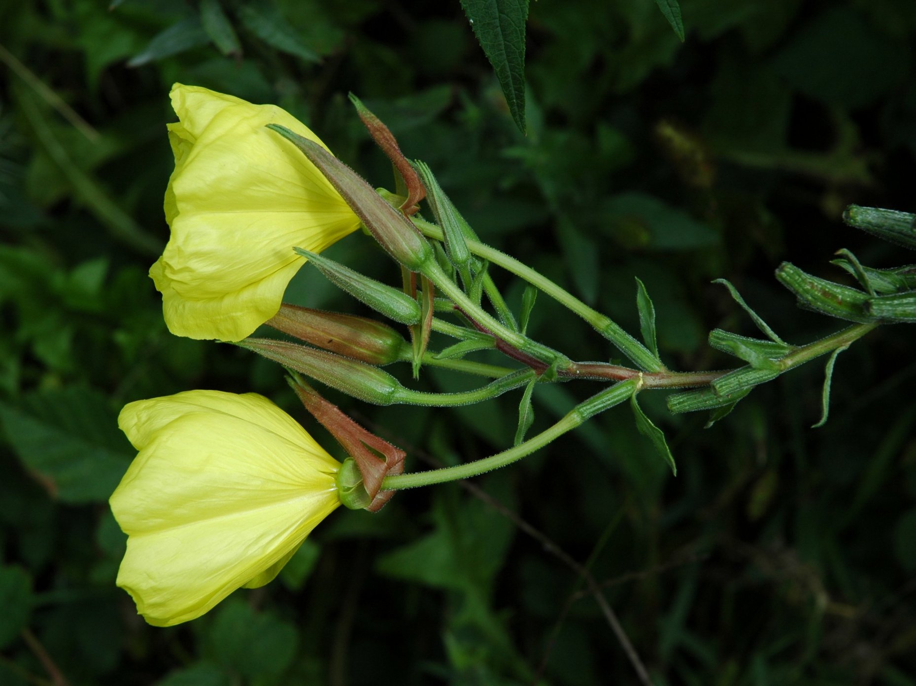 Oenothera glazioviana (=Oenothera erythrosepala)